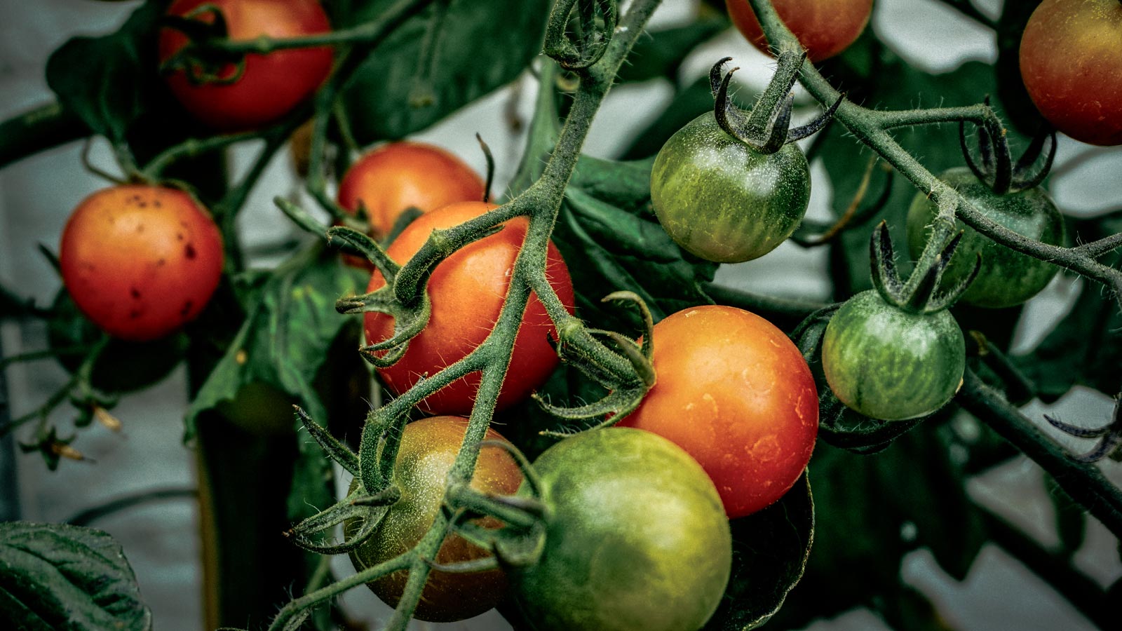 Tomaten am reifen